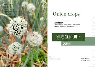 洋葱花画册内页