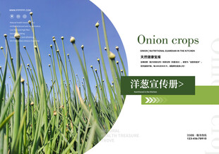 洋葱花苞仰视摄影