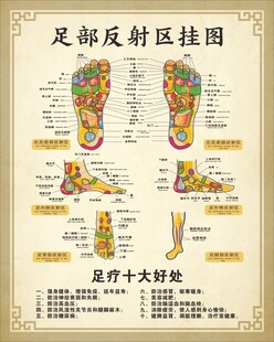 足部反射图