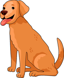坐着的可爱棕色拉布拉多犬