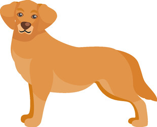 站立的可爱黄色拉布拉多犬
