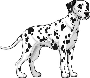 斑点狗插画