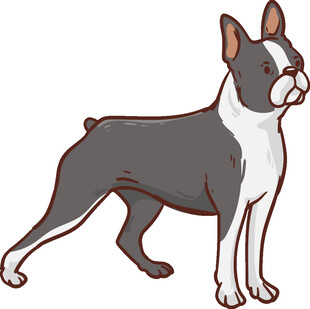 站立的波士顿梗犬