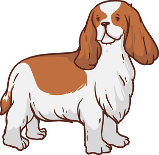 可爱的棕白相间猎犬