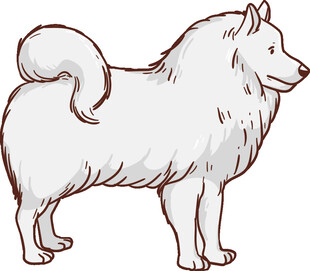 站立的萨摩耶犬插画