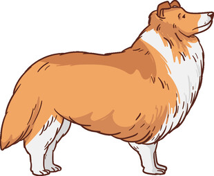站立的棕白相间牧羊犬