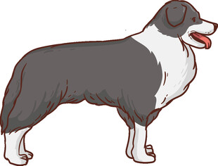 站立的边牧犬形象
