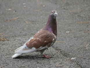 站在地面的棕灰色鸽子