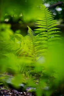 蕨类植物