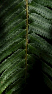 蕨类植物
