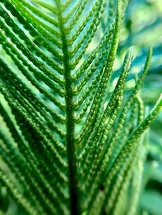 蕨类植物