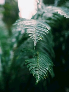 蕨类植物