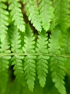 蕨类叶片