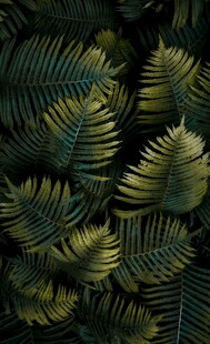 蕨类植物