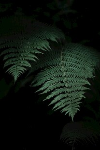 蕨类