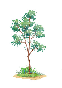 手绘水彩单棵绿树插画