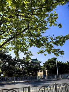 阳光下的绿树与围栏景观
