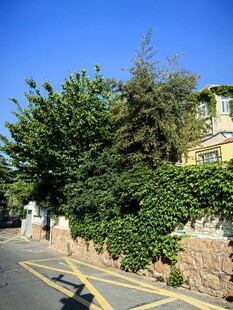 路边繁茂绿植与建筑景观