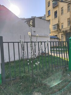 小区内的绿植围栏景观