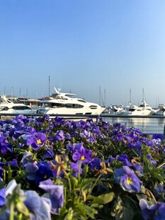 花海旁的豪华游艇风光