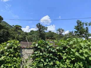 山间绿植环绕的石阶小路