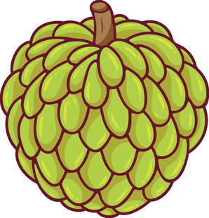 卡通风格释迦果插画