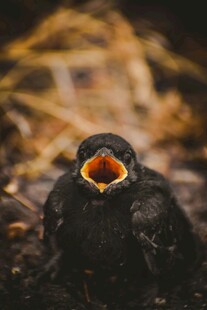 嗷嗷待哺的雏鸟