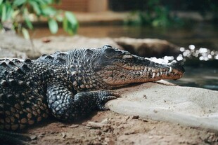 岸边休憩的鳄鱼