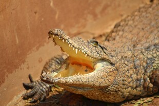 张嘴露齿的凶猛鳄鱼