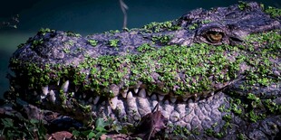 长满绿植的鳄鱼头骨