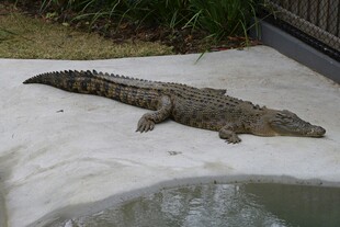 晒太阳的鳄鱼