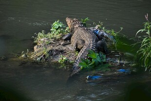 水中栖息的鳄鱼