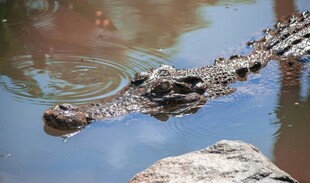 水中鳄鱼露头