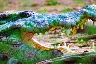 张嘴的绿色鳄鱼