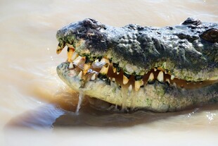 鳄鱼张嘴露出锋利牙齿