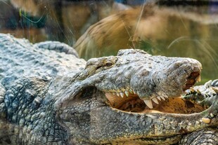 张嘴的凶猛鳄鱼