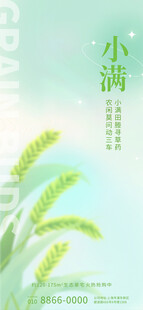 小满时节麦穗初绽