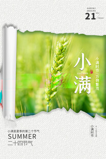 小满时节绿意盎然的麦穗