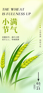 小满时节麦穗初熟景象