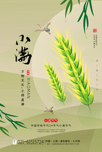 小满时节麦穗图