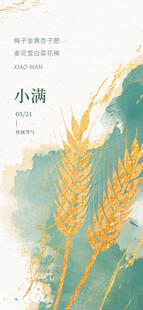 小满时节麦穗金黄