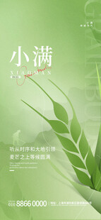 小满时节绿意盎然的麦穗
