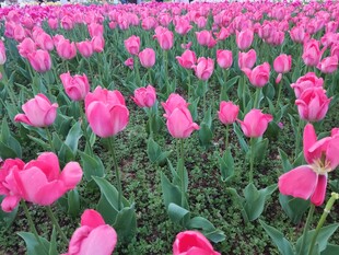 郁金香花海