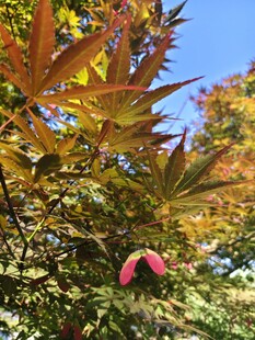 秋日枫叶美景