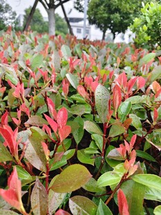 红叶植物景观