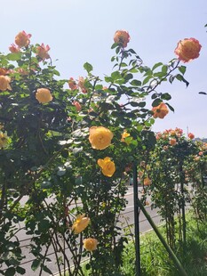 阳光下盛开的橙色月季花