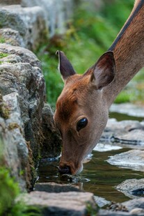 小鹿溪边饮水