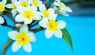 清新鸡蛋花绽放于蓝背景
