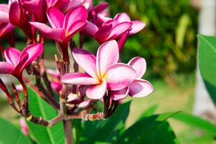 娇艳鸡蛋花绽放