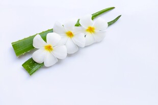 白色鸡蛋花与绿叶特写